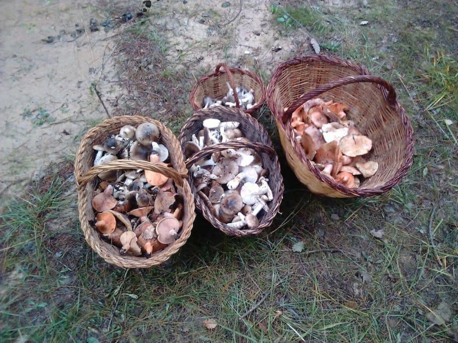 Apartament El Niuet De Cal Cacuet, La Teva Escapada Rural. Aviá Zewnętrze zdjęcie